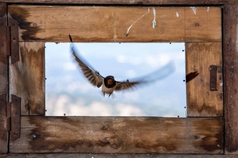 Barn Swallow (Hirundo rustica) flying into a barn, Extremadura, Spain