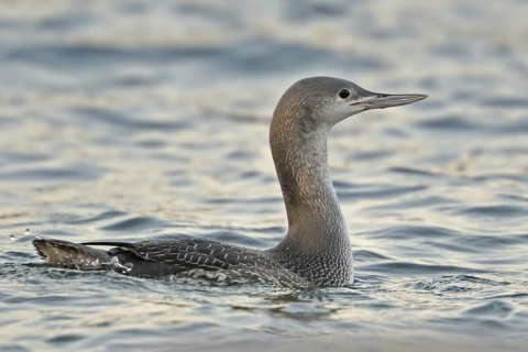 Red-throated Loon (Gavia stellata), North Rhine-Westphalia, Germany