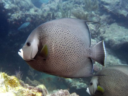Gray angelfish (Pomacanthus arcuatus) swimming along the coral reef in the clear water. Dive site
