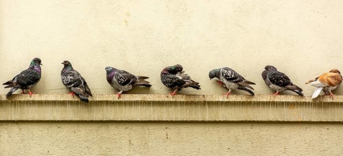 Several pigeons perch along a ledge on a stone facade in Lausanne. They take a break, preening