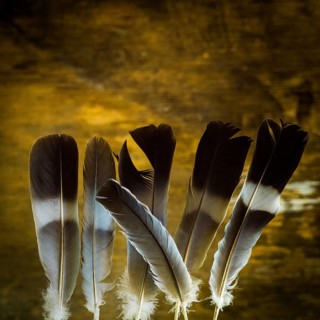 A collection of vibrant feathers stands upright, showcasing their intricate patterns and textures