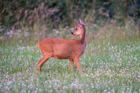 Roe deer (Capreolus capreolus), female, Vulkaneifel, Rhineland-Palatinate, Germany