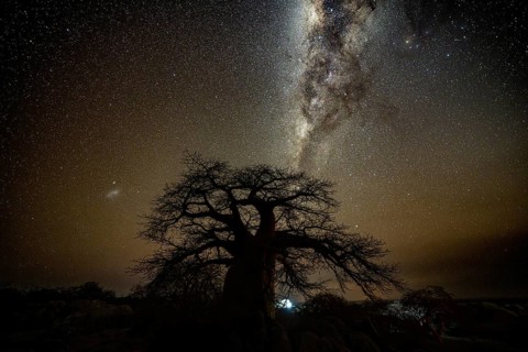 Silhouette of a baobab tree with starry sky and Milky Way, African baobab (Adansonia digitata),