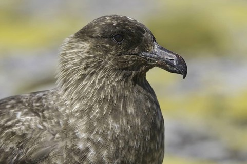 Brown Skua (Stercorarius antarcticus), Falkland Islands