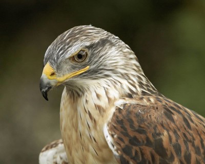 Ferruginous Hawk (Buteo regalis), non-releasable rescue at a licenced wildlife care facility