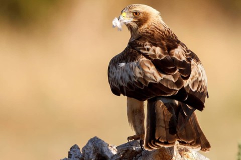 Booted Eagle (Hieraaetus pennatus) female, Castile and Leon, Spain