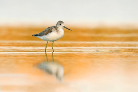 Common Greenshank (Tringa nebularia), Victoria, Australia