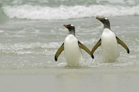 Gentoo Penguin (Pygoscelis papua), Falkland Islands