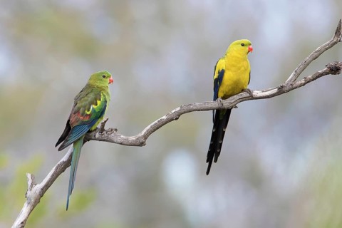 Regent Parrot (Polytelis anthopeplus) pair perched on a branch, Victoria, Australia