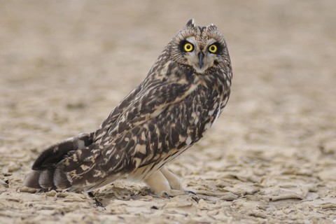 Short-eared Owl (Asio flammeus), India