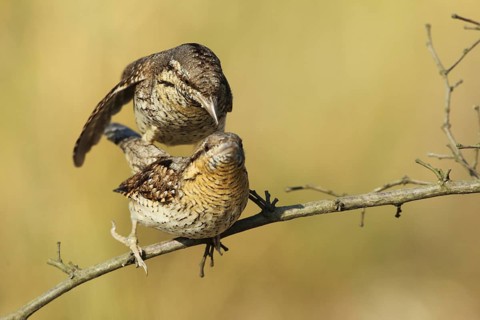 Eurasian Wryneck (Jynx torquilla) pair mating, Baden-Wuerttemberg, Germany