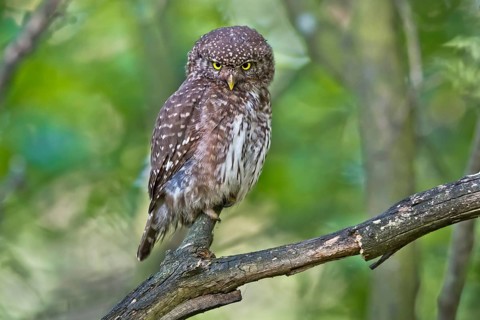 Eurasian Pygmy Owl (Glaucidium passerinum) female perched on a branch, Bavaria, Germany