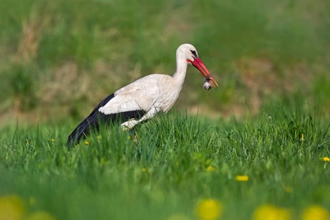 White Stork (Ciconia ciconia) eating a mouse, Bavaria, Germany