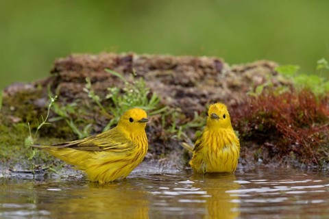 American Yellow Warbler (Setophaga aestiva) bathing, Texas, USA