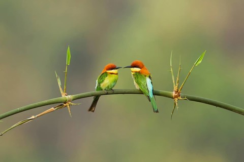 Chestnut-headed Bee-eater (Merops leschenaulti) pair perched on a branch, West Bengel, India