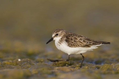Little Stint (Calidris minuta), Oman