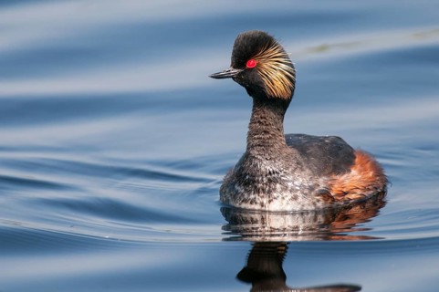 Black-necked Grebe (Podiceps nigricollis), Lower Saxony, Germany