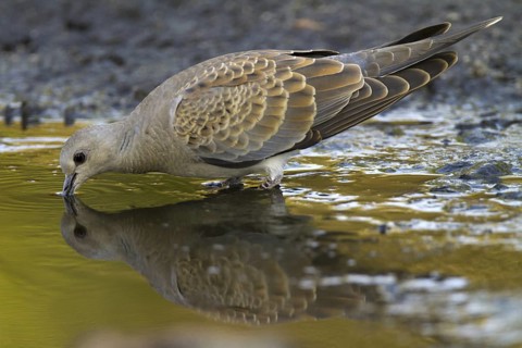 European Turtle Dove (Streptopelia turtur), Castile-La Mancha, Spain