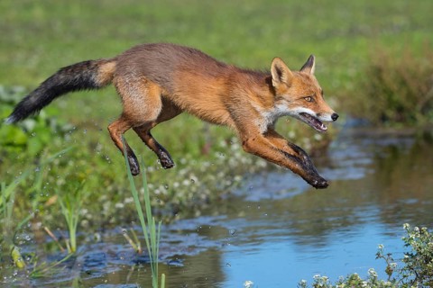 Red Fox (Vulpes vulpes) jumping and hunting in pond, Netherlands