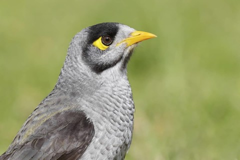 Noisy Miner (Manorina melanocephala), Victoria, Australia