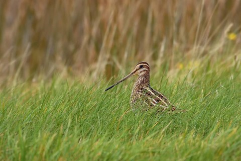 Common Snipe (Gallinago gallinago) foraging in marsh, North Rhine-Westphalia, Germany
