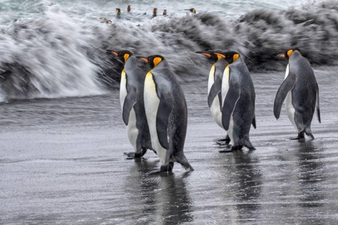 King Penguin (Aptenodytes patagonicus) group going to sea, South Georgia