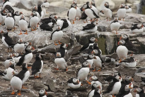 Atlantic Puffin (Fratercula arctica), Farne Islands, United Kingdom