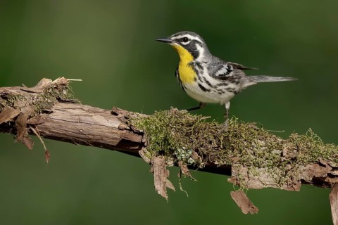 Yellow-throated Warbler (Setophaga dominica) perched on a branch, Texas, USA