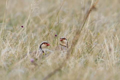 Rock Partridge (Alectoris graeca), Croatia