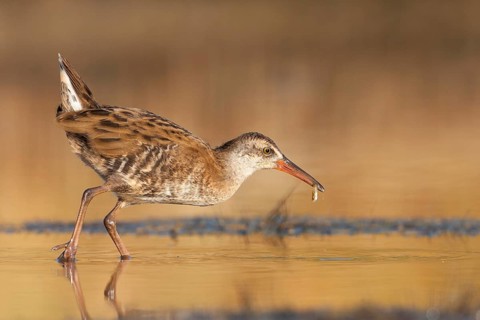 Water Rail (Rallus aquaticus), Greece