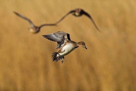 Eurasian Wigeon (Mareca penelope) female flying, Noordholland, Netherlands