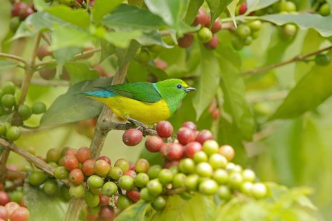 Exotic birds with fruits. Cute birds. Beautiful tanager Blue-naped Chlorophonia, Chlorophonia