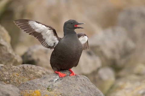 Black Guillemot (Cepphus grylle) calling, perched on a rock, Iceland