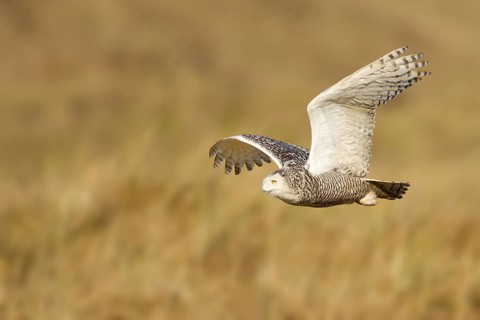 Snowy Owl (Bubo scandiacus) flying, Vlieland, Netherlands