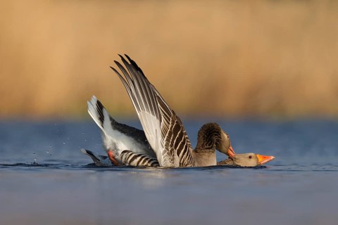 Greylag Goose (Anser anser) pair mating, Utrecht, Netherlands