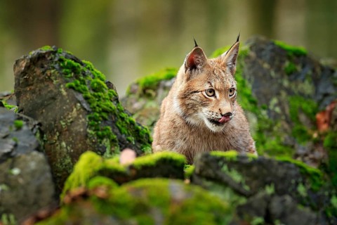 Lynx in the forest. Walking Eurasian wild cat on green mossy stone, green trees in background. Wild