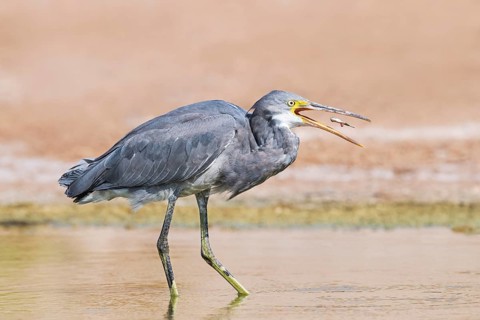Western Reef Heron (Egretta gularis), Eilat, Israel