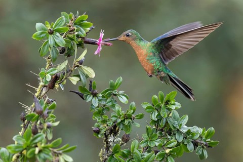 Great Saphirewing (Pterophanes cyanopterus) flying while feeding at a flower in the Andes Mountains