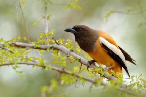 Rufous Treepie, Dendrocitta vagabunda, detail portrait of bird from Ranthambore, India forest, tree