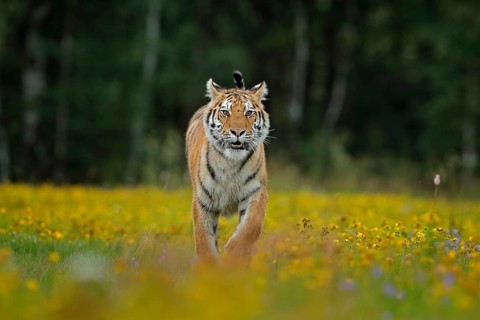 Tiger with yellow flowers. Siberian tiger in beautiful habitat. Amur tiger sitting in the grass.