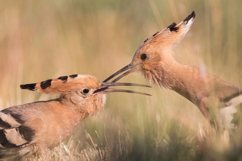 Eurasian Hoopoe (Upupa epops) pair passing food, Subotica, Serbia