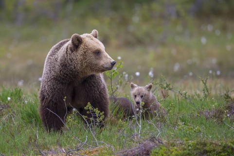 Eurasian Brown Bear (Ursus arctos) mother with cubs, Finland