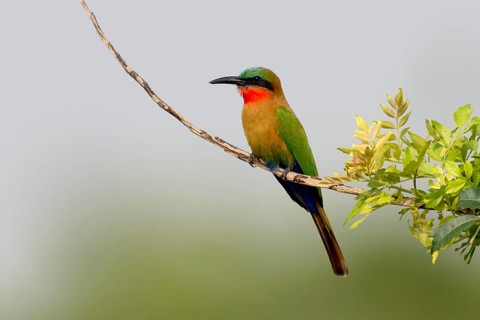 Red-throated Bee-eater (Merops bulocki), Murchison Falls National Park, Uganda