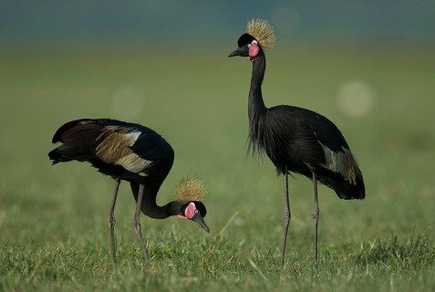 Black Crowned Crane (Balearica pavonina) foraging, Lake Awasa, Ethiopia