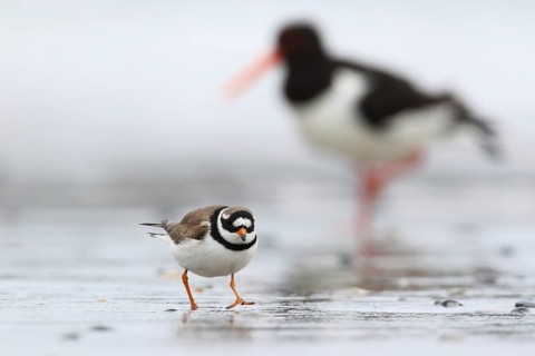 Common Ringed Plover & Eurasian Oystercatcher (Charadrius hiaticula & Haematopus ostralegus)