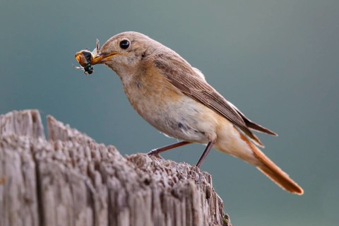 Common Redstart (Phoenicurus phoenicurus) female with feed in beak, North Rhine-Westphalia, Germany