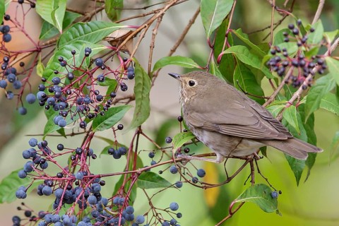 Swainson's Thrush (Catharus ustulatus) perched on a branch in Costa Rica