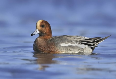 Eurasian Wigeon (Mareca penelope) male, British Columbia, Canada