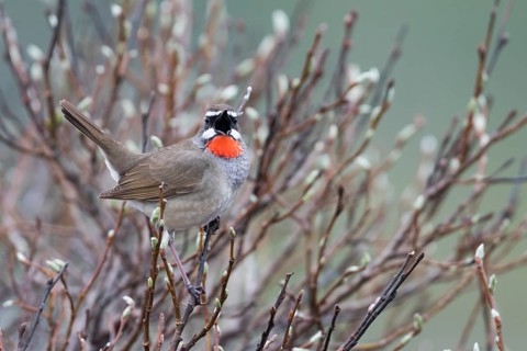 Siberian Rubythroat - Rubinkehlchen - Luscinia calliope, Russia (Ural), adult male
