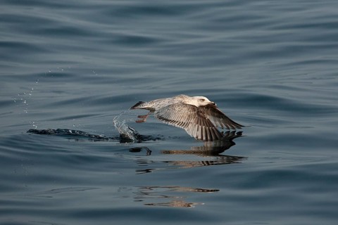European Herring Gull (Larus argentatus) flying, Baltic Sea, Germany